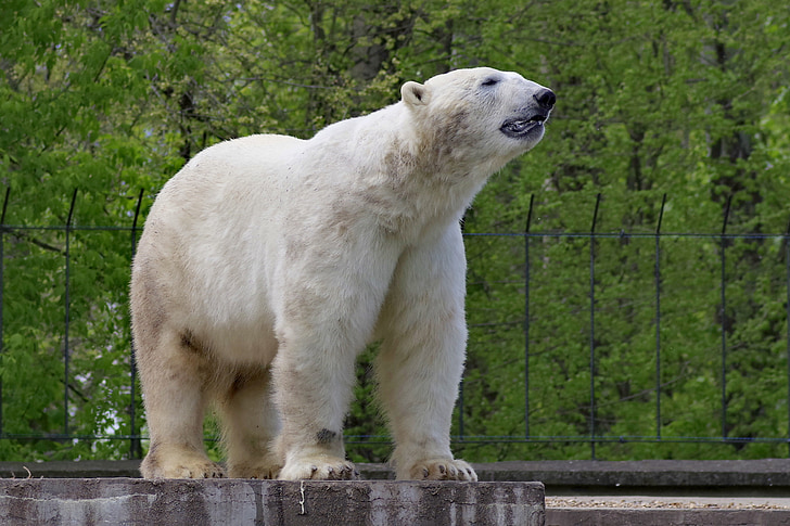 white polar bear standing on 4 legs during daytime