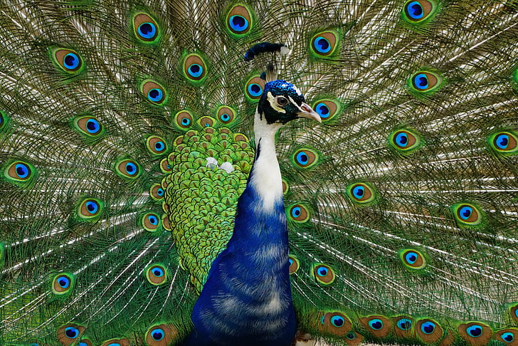 blue and green peacock spreading his tail