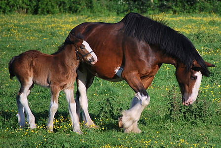 brown and black horse on green grass