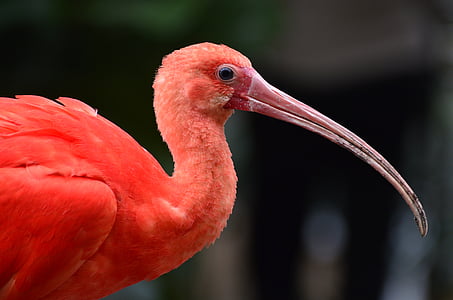 focus photography of flamingo