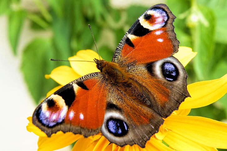macro photo of peacock butterfly perched on yellow flower