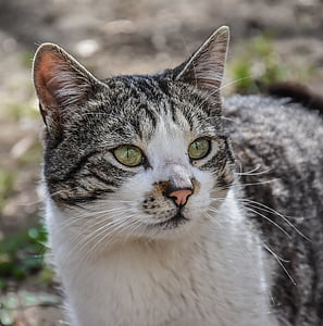 closeup photo of tabby cat