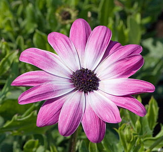 close-up photo of pink petaled flower