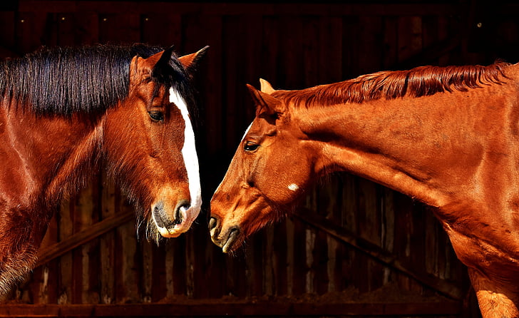 two brown horses facing face to face