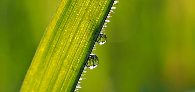 macro shot photography of water drop of leaves