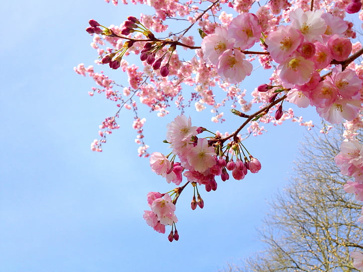 tree with white and pink flowers