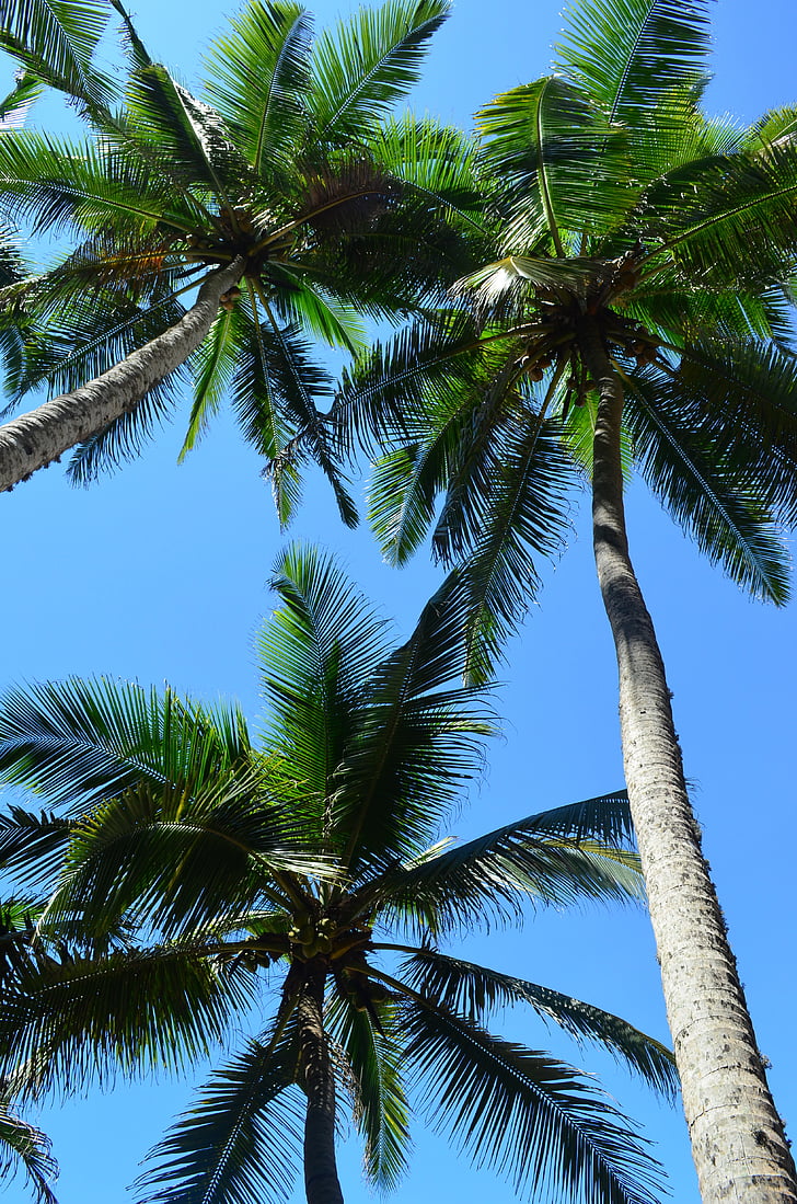green palm trees during daytime low angle photography