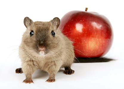 brown hamster near red apple