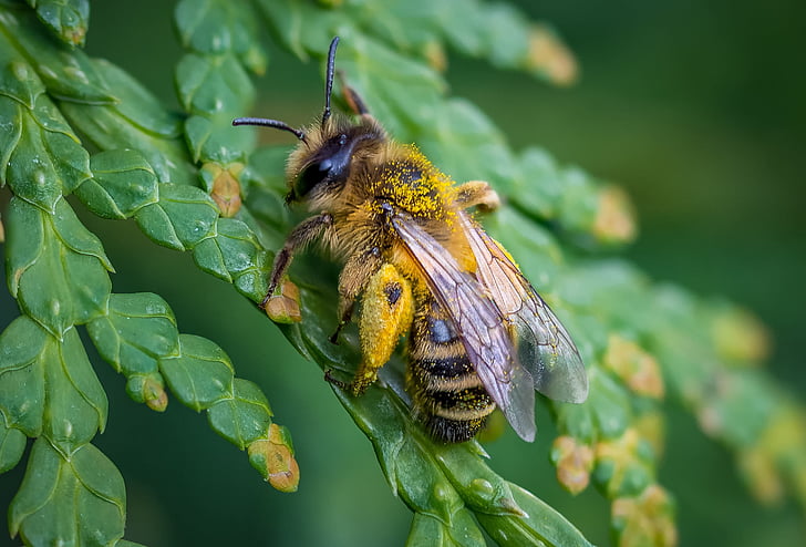 micro photograph of yellow and black honey bee