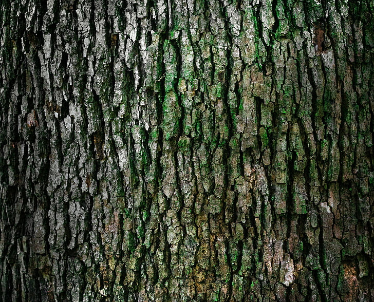 closed-up image of brown tree trunk