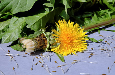 yellow dandelion flower on floor