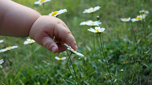 toddler holding white chamomiles closeup photography at daytime