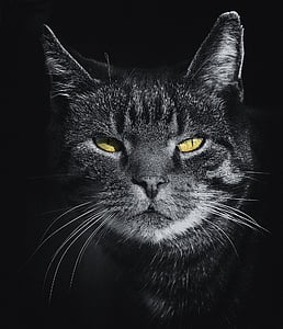 black cat photography