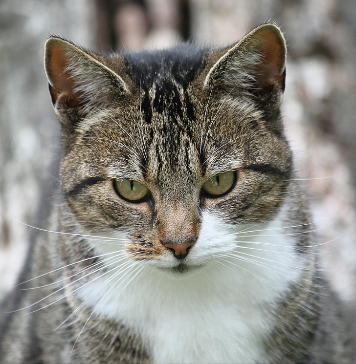 gray tabby cat closeup photography