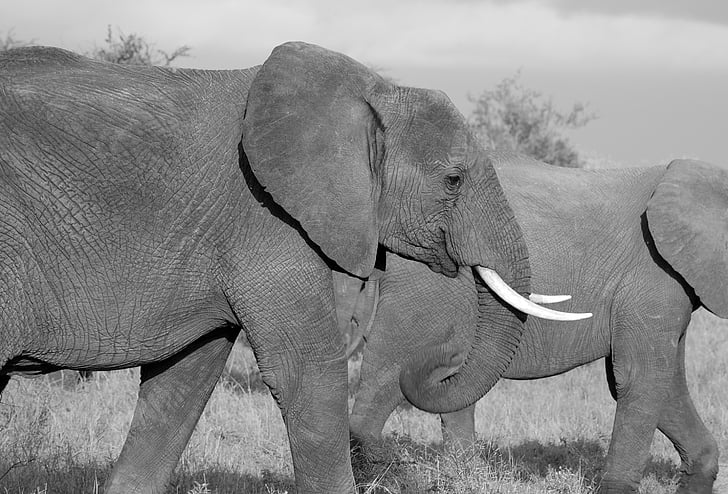 two elephants walking on grass field