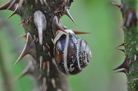 shallow focus photography of brown snail