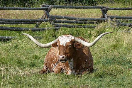brown and white longhorn bull lying on grass