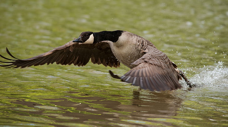 goose, wing, water, lake, bank, fly