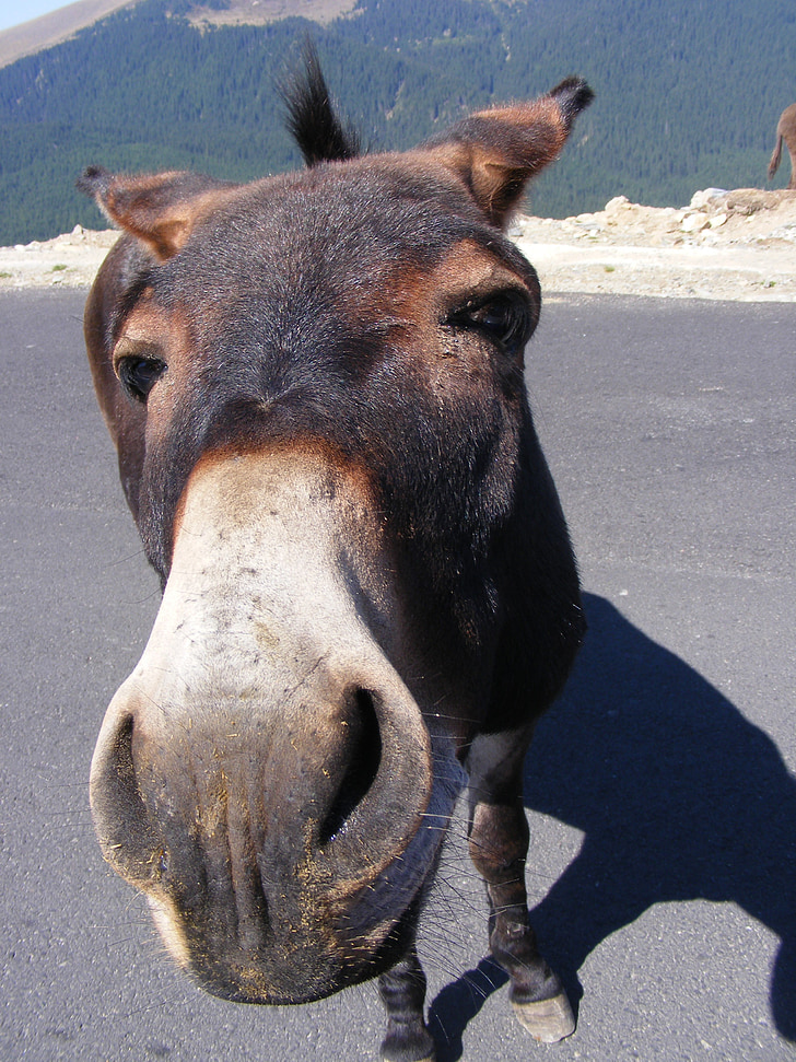 brown donkey standing on road photo during daytime