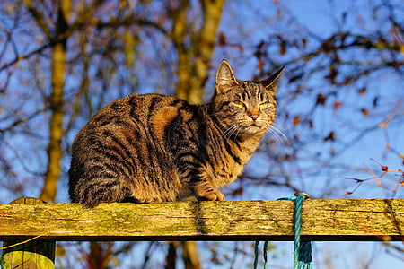 brown cat on brown wooden fence