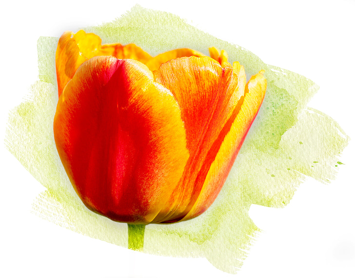 red tulip painting