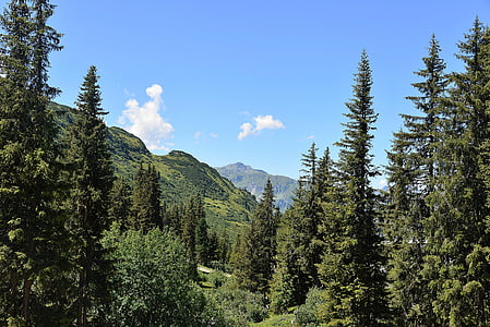 pine tree line across mountain under blue sky