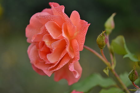close up photography of pink rose flower