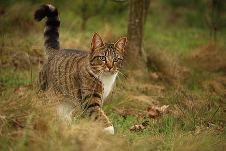 gray tabby cat walking on green and brown grass at daytime