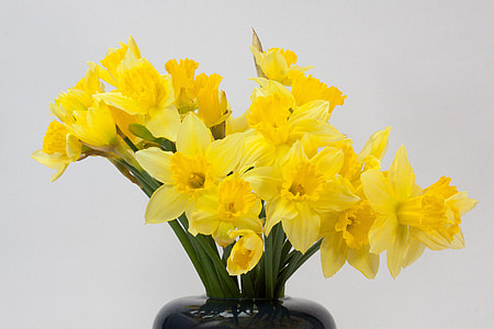 yellow petaled flowers in vase