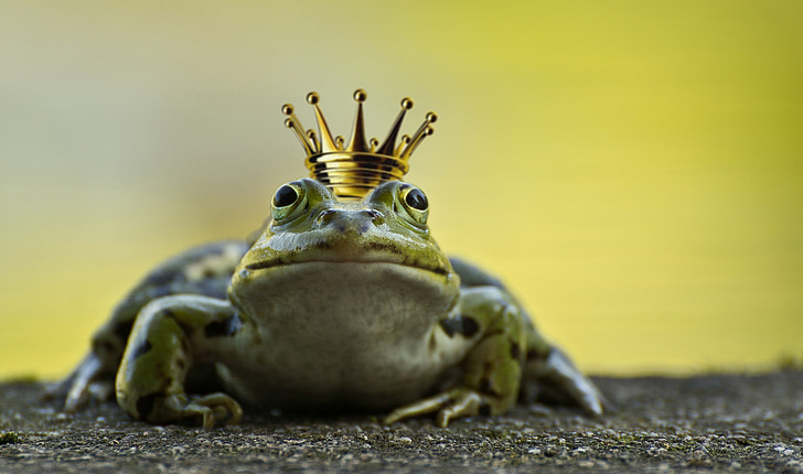 green frog with gold-colored crown