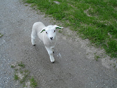 white goat kid walking through path