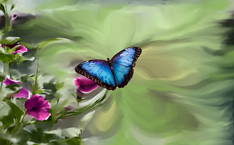macro photo of morpho butterfly on pink flower