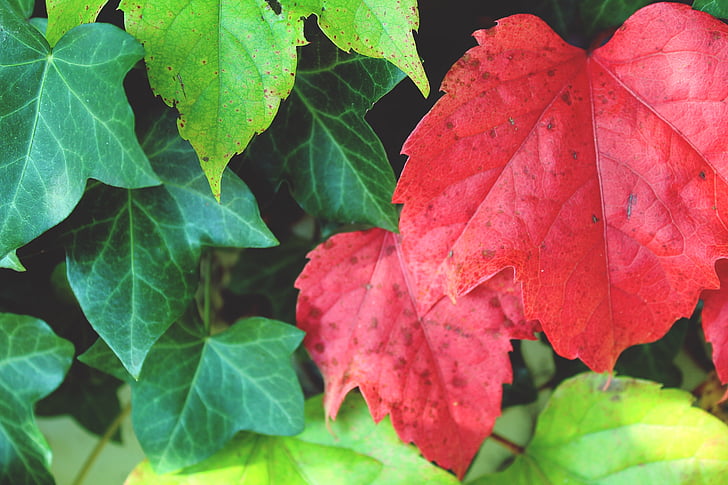 fill the frame photography of red and green plant leaves