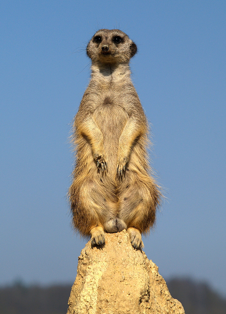 focus photo of Meerkat sitting on gray rock