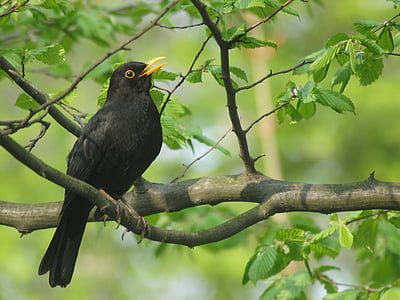 black bird perched on twig during daytime