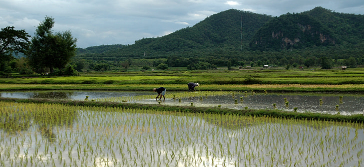 people on rice field at daytime