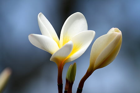 closeup photo of white flowers