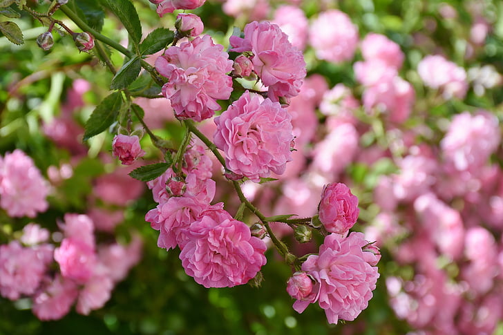 Royalty-Free photo: Pink petaled flower | PickPik