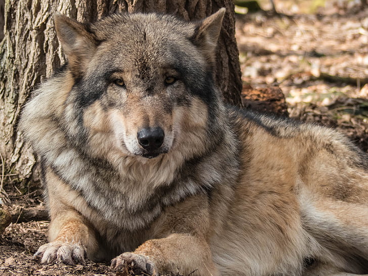 black and brown Wolf lying on brown soil
