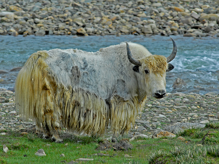 white and yellow yak standing beside river
