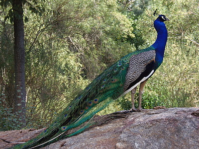 blue, green, and gray peahen standing on gray stone at daytime