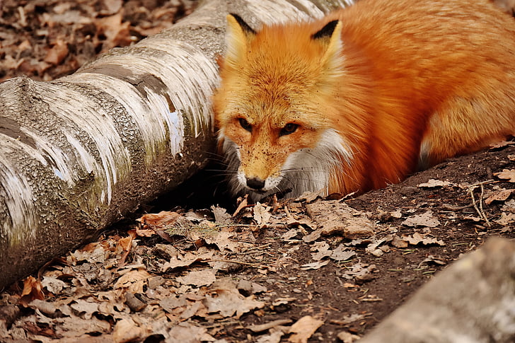 fox sitting beside drift wood