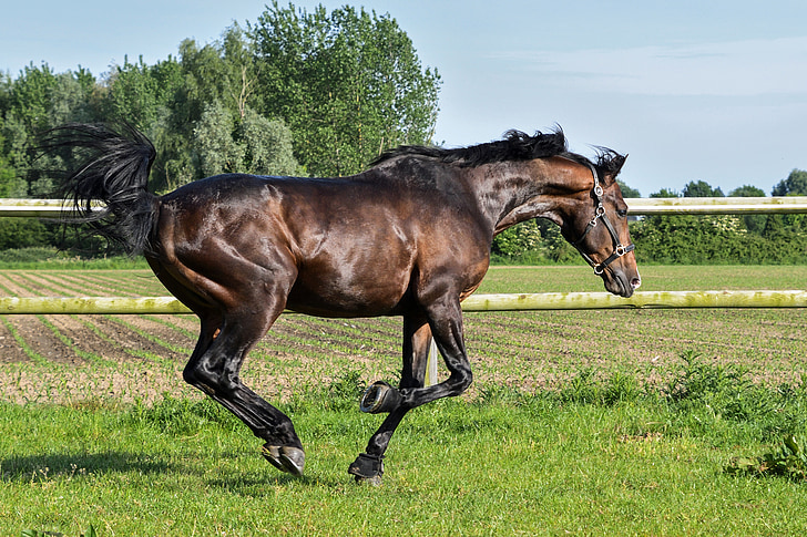 Royalty-Free photo: Galloping horse | PickPik