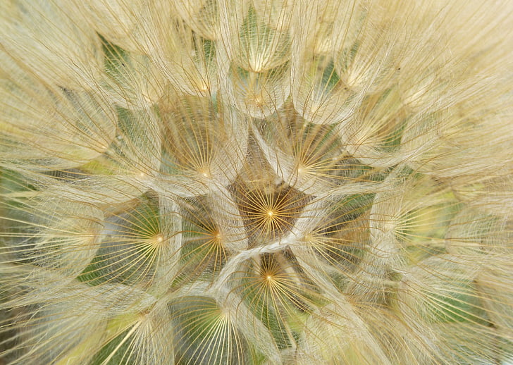 close-up photo of dandelions