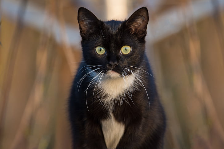 closeup photography of tuxedo cat