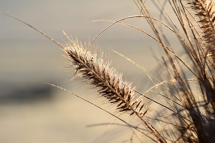 close up photo of brown grass