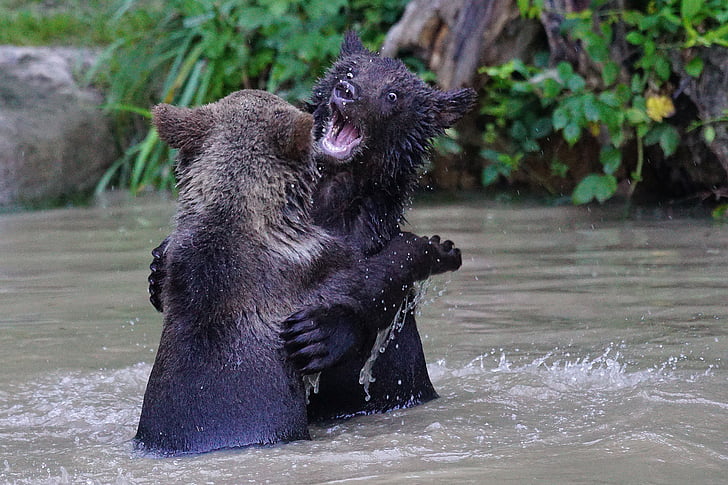 two black bear fighting