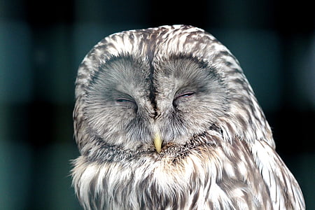 closeup photo white and gray owl