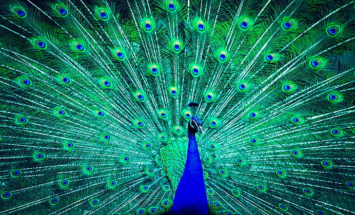 green and blue peafowl