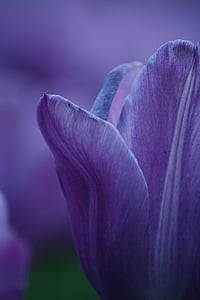 closeup photography of purple tulip flower